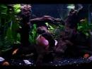 My Fish Tank.