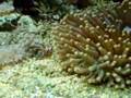 Heliofungia actiniformis