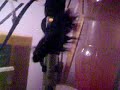 Betta splendens con espejo Betta splendens con espejo