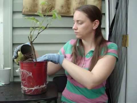 how to replant a vine