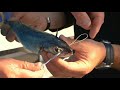 RTR Tip Bridling a live bait with a circle hook