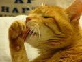 OCD KITTY
