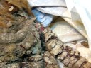 Tercera etapa rescate escubi por Fundacion S.M.O