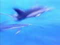 enigma - the dream of the dolphin - not official
