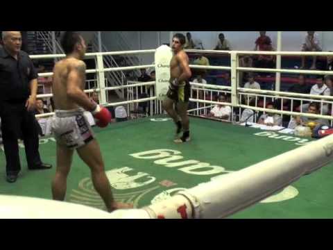tiger boxer