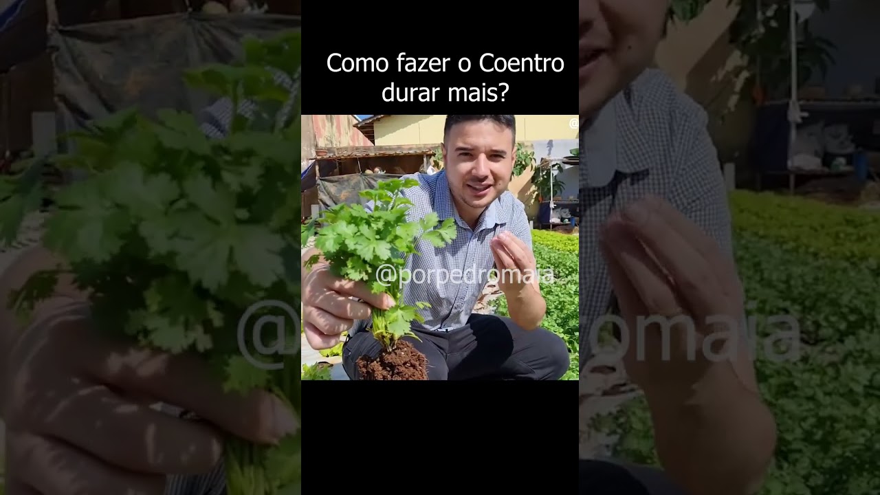Como fazer o coentro durar mais depois de colhido?  #hortalicas #agro #plantas
