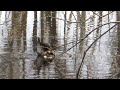 Click here to watch this video 20120425野幌森林公園大沢口前オタマの池 カルガモの寛ぎ Ⅱ.MOV