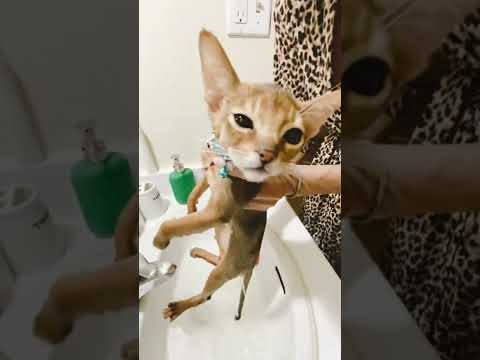 Baby Abyssinian cat (Mihos) taking a bath and meowing ☺️