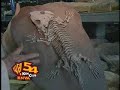 Kids Club cool career vignette - paleontologist