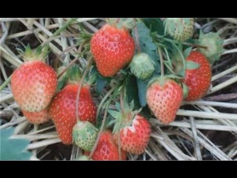 how to transplant strawberries at home
