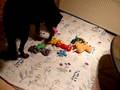 videos de Hol das Schwein