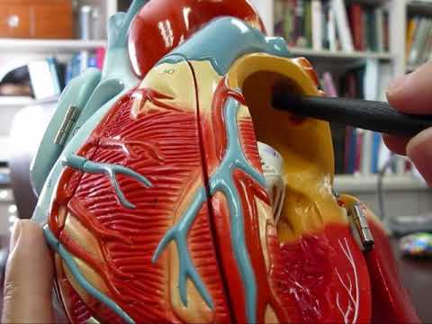 how to eliminate afib