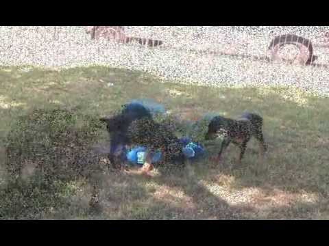 doberman puppies for sale. Doberman Puppies for Sale