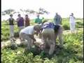 Picking the World's Largest Watermelon