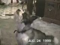 The News Has Gone To The Dogs