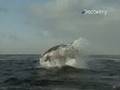 Air-Jaws-Sharks-of-S