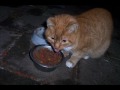 gerrit en arie voor michelle.wmv