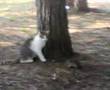 Cat & Mice Kedi Ve Fare Mutlaka izleyin