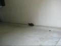 M18 クレイモア 対人地雷 指向性散弾 (AirsoftGun)