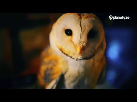 videos of owl no mori forest of owl tokyo things to do minute owl