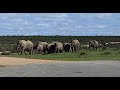Elephants running to waterhole (with Baby)