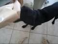 videos de ちぎっては投げ