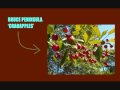 Bruce Peninsula - Crabapples (are for loving...)