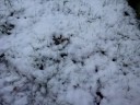 Nun and snow in Netherland 3 Nun and snow in Netherland 3