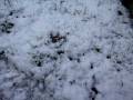 Nun and snow in Netherland 3