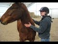 Train Your Horse to Be a Calm, Brave Jumper Using Free Lunging