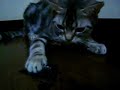 ?American Shorthair?cat&Cicada ?????????????????