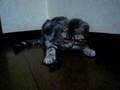 ★American Shorthair　cat&Cicada アメショー・…