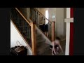 Youve Just Been B!TCH Slapped by a Toddler!