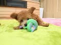 Click here to watch this video ・♥ ・ Honey Beans Poodle ・♥ ・ﾊｯｽﾙだんちゃん♪