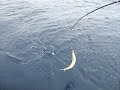 Nix wirds mit der Fischsuppe Nix wirds mit der Fischsuppe