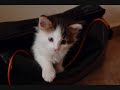 Gata Pau y su bolsa