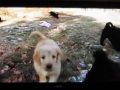 Designer Dogs 101 segment.wmv