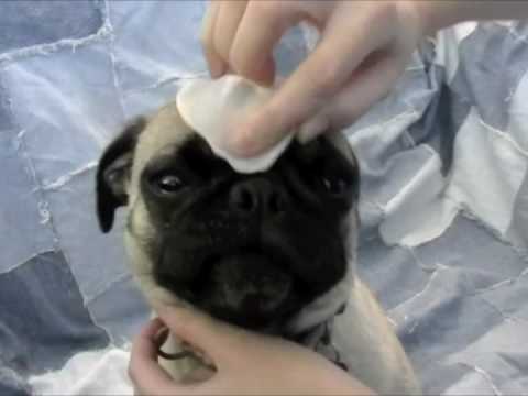 how to care pug puppy