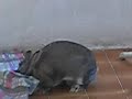 nusee.. q hi havia dins del coixí.... XD