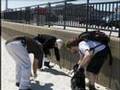NH: Armed litter pickup proceeds at Hampton Beach