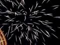 Fuochi d'artificio a Torrepaduli