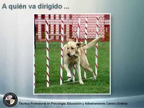 Cursos Youtube Online Euroinnova Cursos Youtube Online Euroinnova