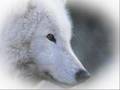 LES LOUPS