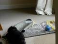 Joey: attacking the carpet ( 2 months 11 days)