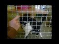 Hic et Nunc Society girls at the animal shelter in Wiesbaden