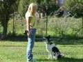 Centro Studi del Cane ( Clicker Application )