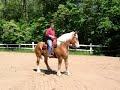 Belgian Riding Horse Belgian Riding Horse