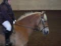 Jag rider dressyr prov p� Merlin