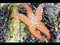 Seashore Life: Tide Pools at Leo Carillio State Park 720p HD