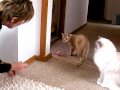 videos de Hugo & Georgie